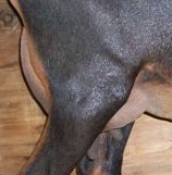 Candice's side udder as 1st freshener