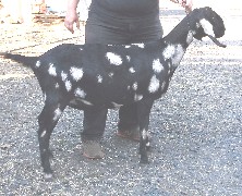 Classy at 1 year old