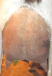 daisy's rear udder as a 1st freshener