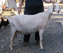 Echo's right side at 2 years old