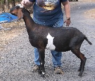 Kasseri as a dry yearling