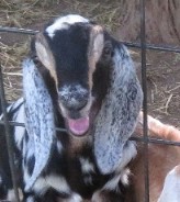 Klondike's smiling face