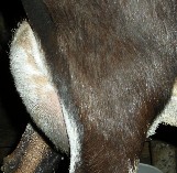 Marshmalo's udder 1 weeks fresh