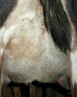 Marshmalo's udder 2 weeks fresh