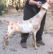 Shiraz's right side at 5 months old