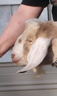 Shiraz face at 1 year old