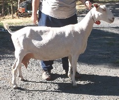 Zsa Zsa at 4 years old